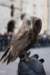 falconeriafreddy201222_small.jpg