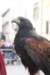 falconeriafreddy201223_small.jpg