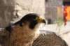 falconeriafreddy201230_small.jpg