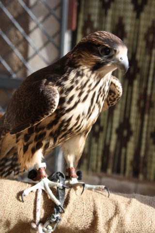 falconeriafreddy201235.jpg