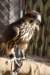 falconeriafreddy201235_small.jpg