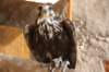 falconeriafreddy201236_small.jpg