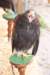 falconeriafreddy201239_small.jpg