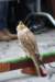 falconeriafreddy20123_small.jpg