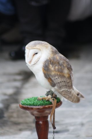 falconeriafreddy20124.jpg