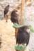 falconeriafreddy201240_small.jpg