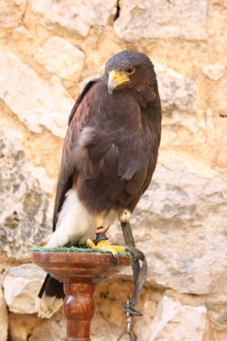 falconeriafreddy201243.jpg