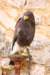 falconeriafreddy201243_small.jpg