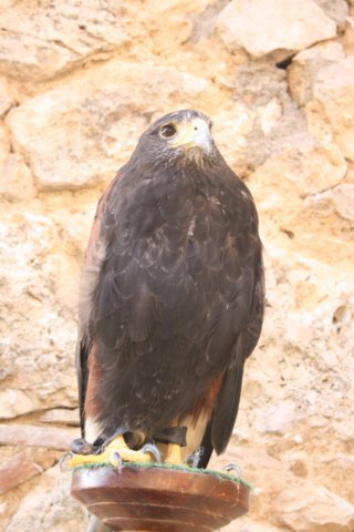 falconeriafreddy201244.jpg