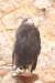 falconeriafreddy201244_small.jpg