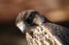 falconeriafreddy201246_small.jpg