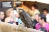 falconeriafreddy201247_small.jpg