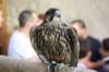 falconeriafreddy201248_small.jpg