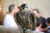 falconeriafreddy201248_small.jpg