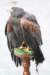 falconeriafreddy20125_small.jpg