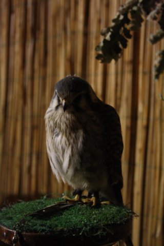 falconeriafreddy201294.jpg