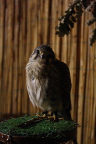 falconeriafreddy201295.jpg