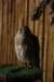 falconeriafreddy201295_small.jpg