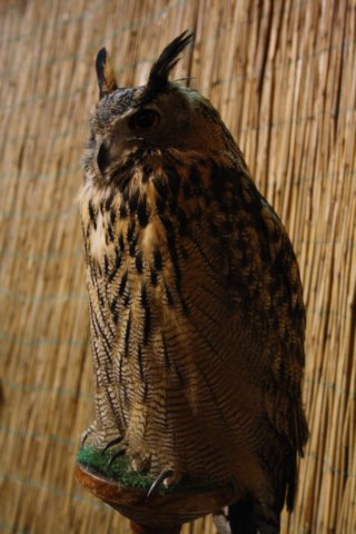 falconeriafreddy201297.jpg