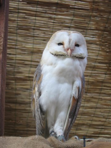 falconeriafreddy_15.jpg