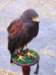 falconeriafreddy_25_small.jpg