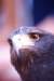 falconeriafreddy_3_small.jpg