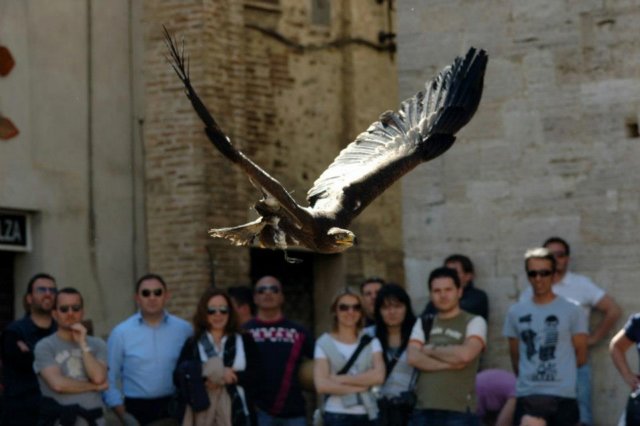 falconeriafreddy_eventi2013.jpg
