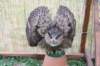 falconeriafreddy_eventi201325_small.jpg