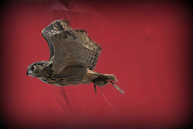 falconeriafreddy_eventi201343.jpg
