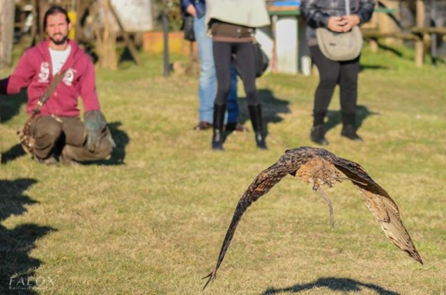 giornataconilfalconiere20141.jpg