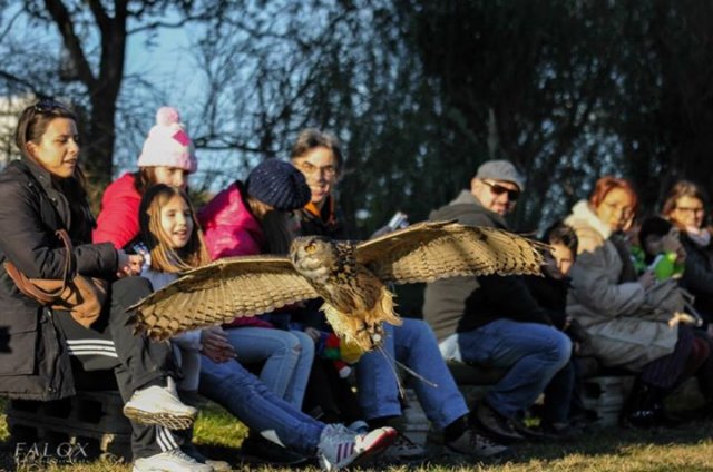 giornataconilfalconiere201410.jpg