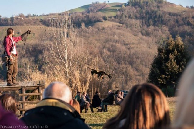 giornataconilfalconiere201411.jpg