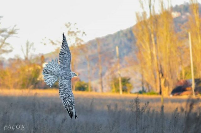 giornataconilfalconiere201415.jpg