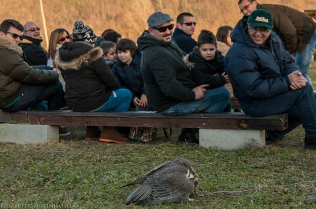 giornataconilfalconiere201420.jpg