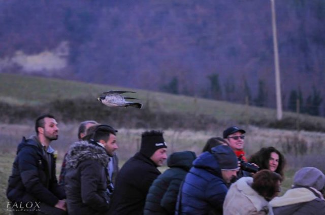 giornataconilfalconiere201426.jpg