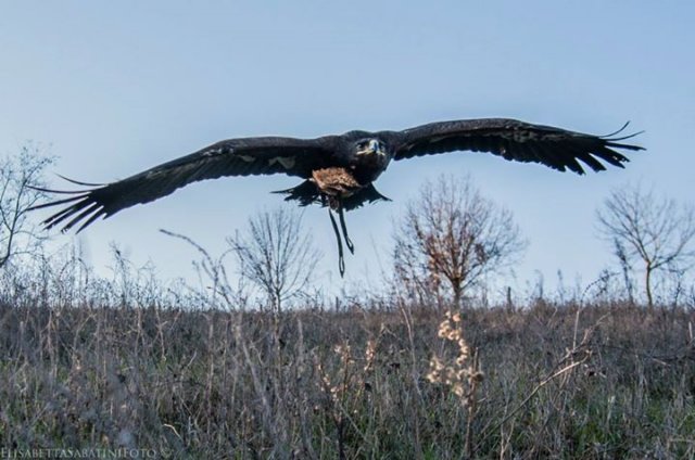 giornataconilfalconiere20143.jpg