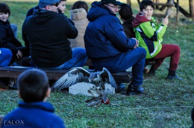 giornataconilfalconiere201433.jpg