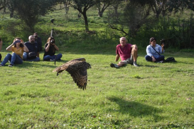 giornataconilfalconiere201452.jpg