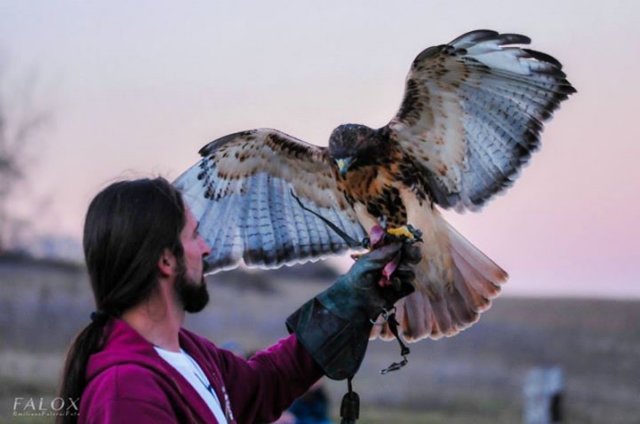 giornataconilfalconiere20146.jpg