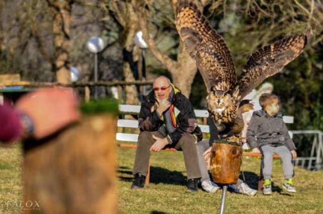 giornataconilfalconiere20148.jpg